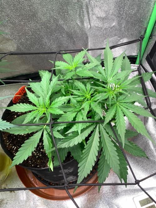 DoS Si DoS auto. Week 2 - 30/9