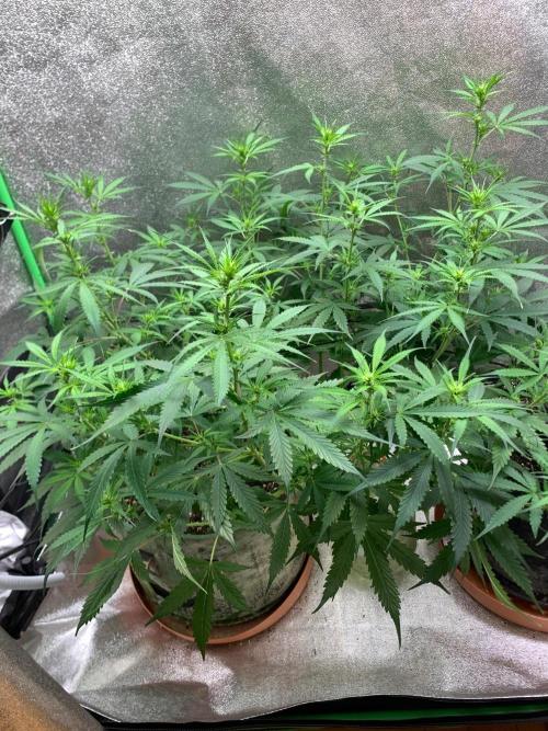Gorilla Auto. Week 7