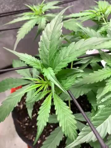 DoS Si DoS auto