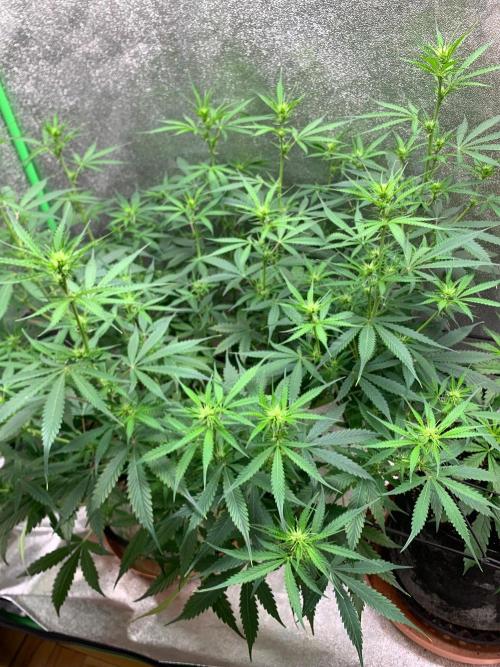 Gorilla Auto. Week 7