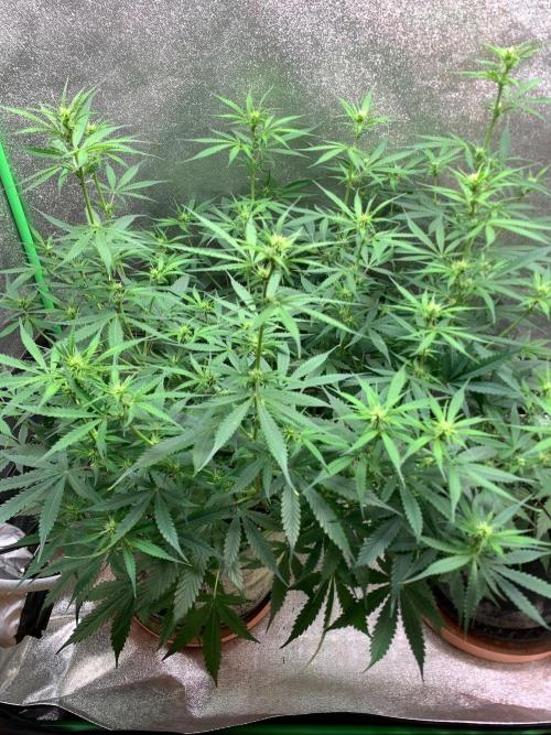 Gorilla Auto. Week 7