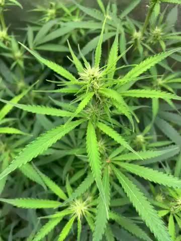Gorilla Auto
