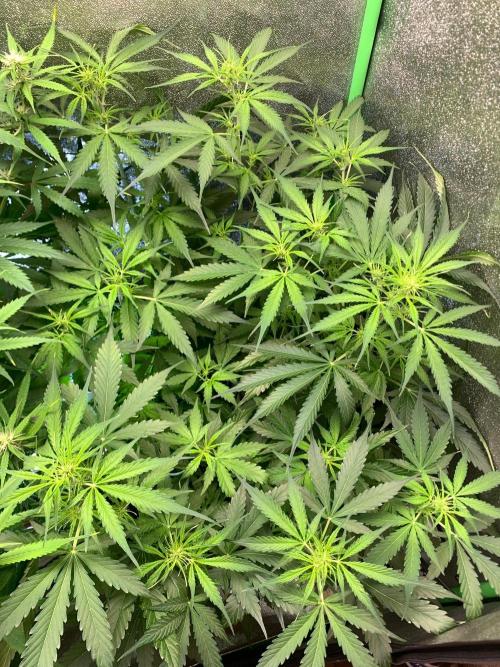 DoS Si DoS👯‍♀️➕ 👯‍♀️auto. Week 5 - 15.10
