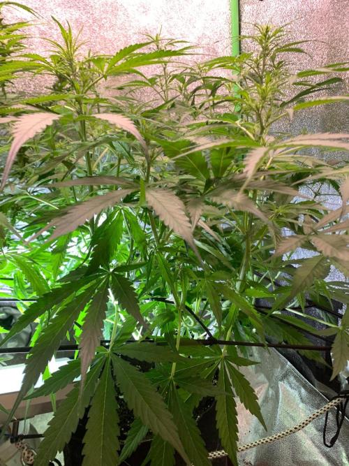 Grow Tent 120x60x150. Week 5