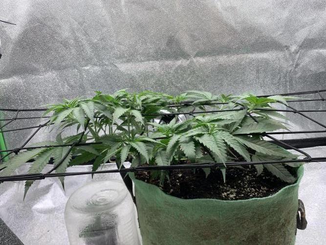 Jelly donutZzz fem. Week 6 - 21/5/26