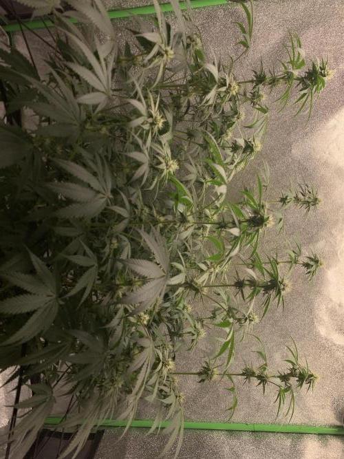 Grow Tent 120x60x150cm (4'x2'x5'). Week 11