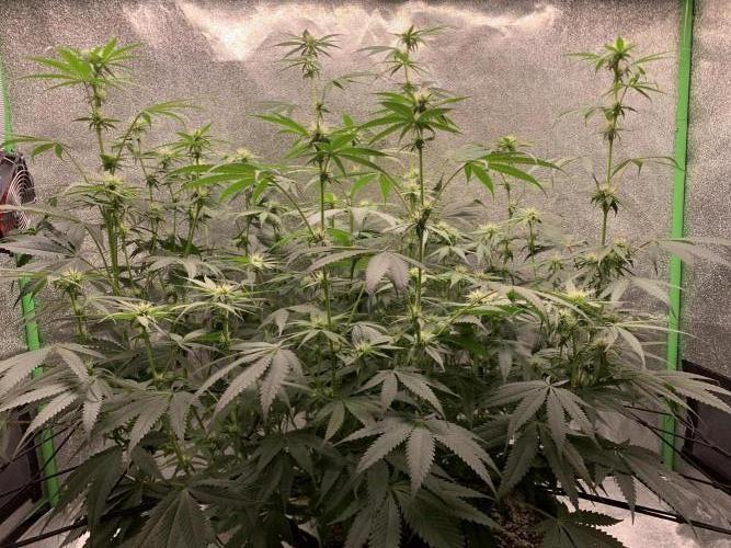 Jelly donutZzz fem. Week 10 - 19/6/26