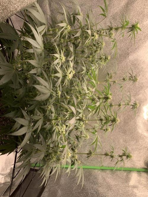 Grow Tent 120x60x150cm (4'x2'x5'). Week 10