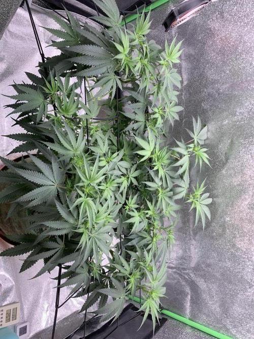 Grow Tent 120x60x150cm (4'x2'x5'). Week 9