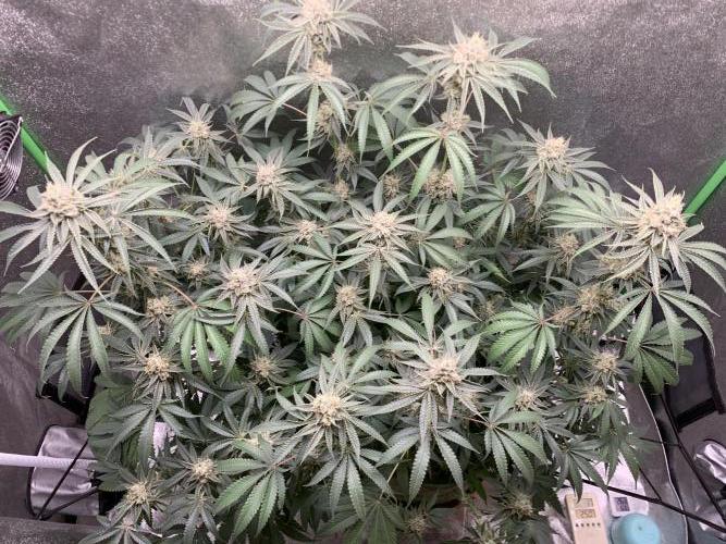 Jelly donutZzz fem. Week 14 - 16/7/26