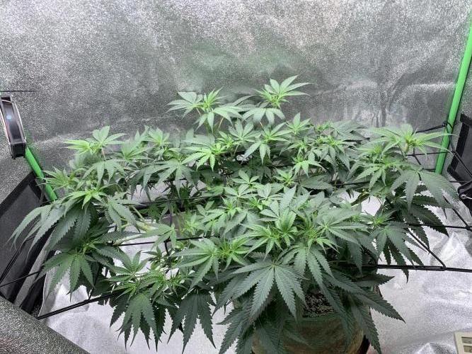 Jelly donutZzz fem. Week 8 - 8/6/26