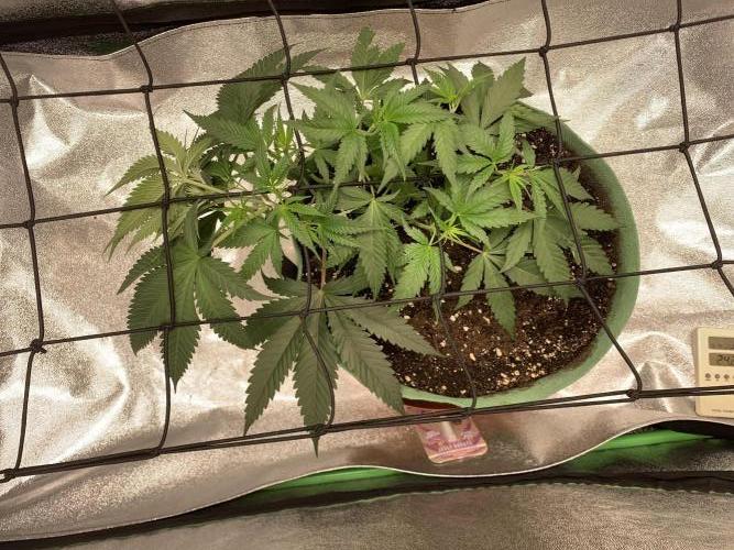 Jelly donutZzz fem. Week 5 - 15/5/26