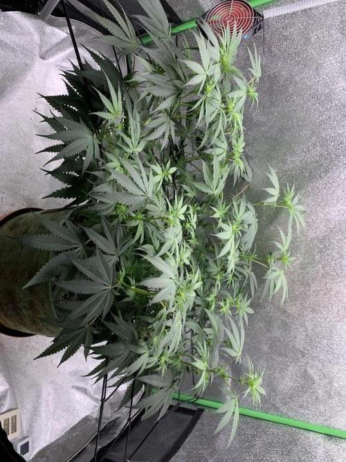 Grow Tent 120x60x150cm (4'x2'x5'). Week 9