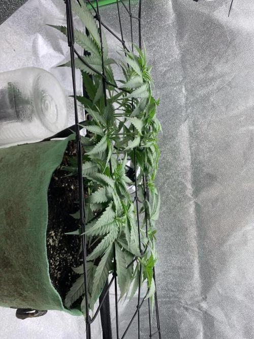 Jelly donutZ fem. Week 6 - 21/5/26