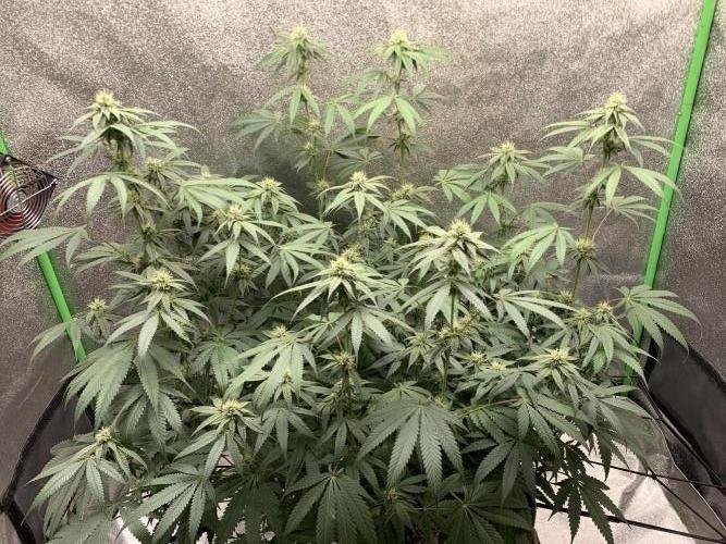 Jelly donutZzz fem. Week 11 - 26/6/26