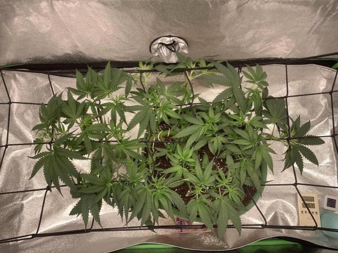 Jelly donutZzz fem. Week 6 - 27/5/26