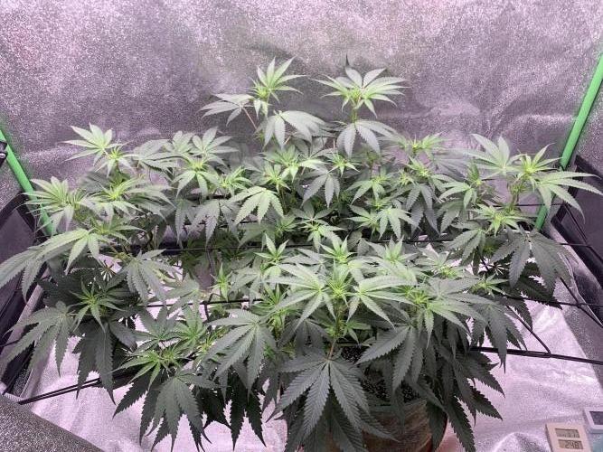 Jelly donutZzz fem. Week 9 - 10/6/26