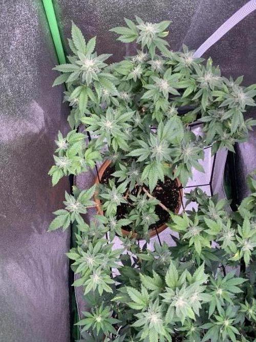 Jelly Donutz/sour ripper  fem. Week 11 - 11/11