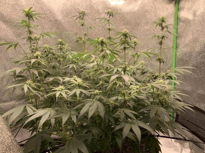 Jelly donutZzz fem. Week 10 - 21/6/26