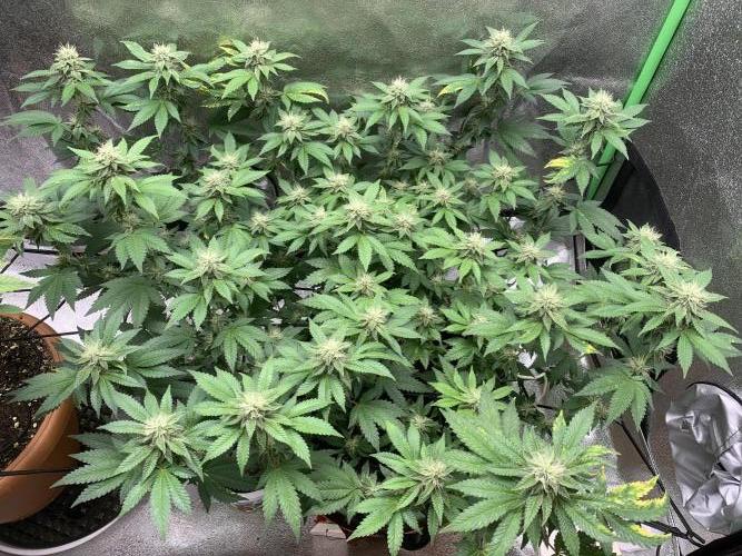 Jelly Donutz fem. Week 12 - 25/11