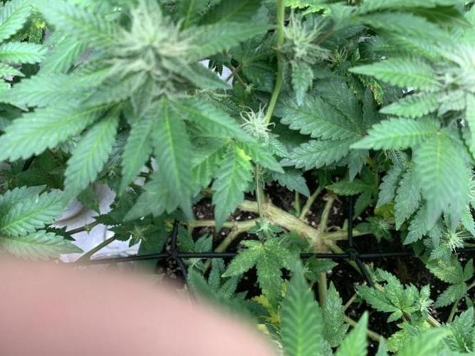 Jelly Donutz fem. Week 12 - 22/11