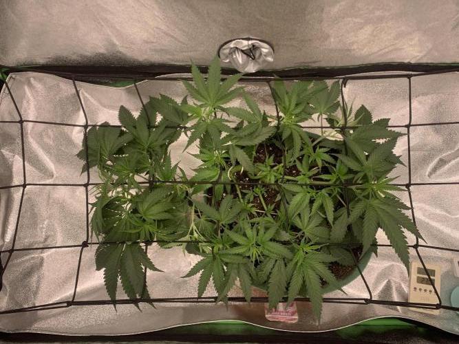 Jelly donutZzz fem. Week 6 - 22/5/26
