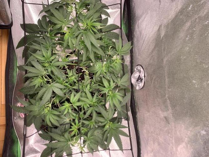 Jelly donutZ fem. Week 6 - 25/5/26