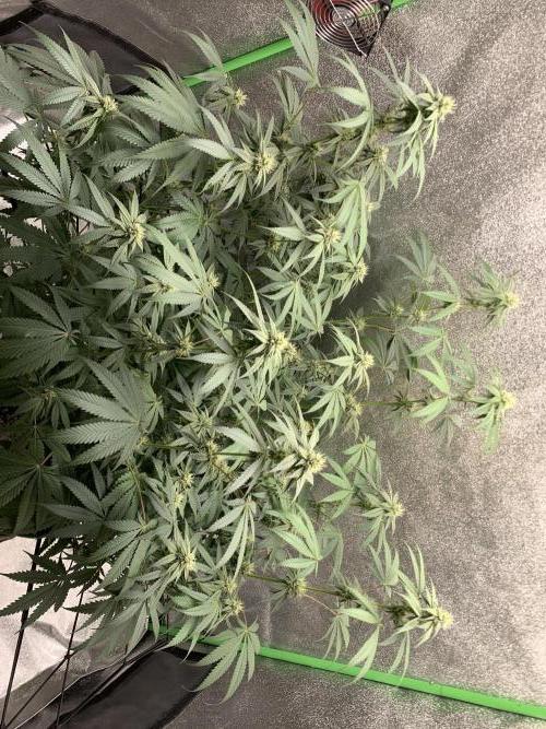 Grow Tent 120x60x150cm (4'x2'x5'). Week 11