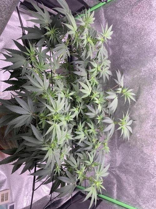 Grow Tent 120x60x150cm (4'x2'x5'). Week 9