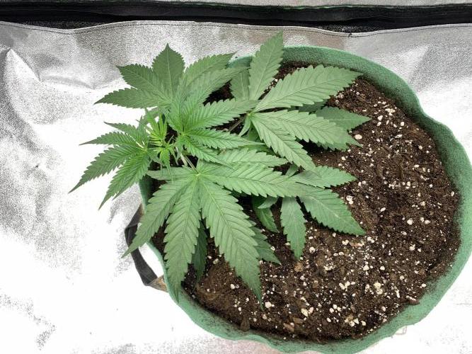 Jelly donutZzz fem. Week 4 - 7/5/26