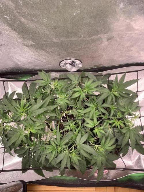 Jelly donutZzz fem. Week 6 - 25/5/26