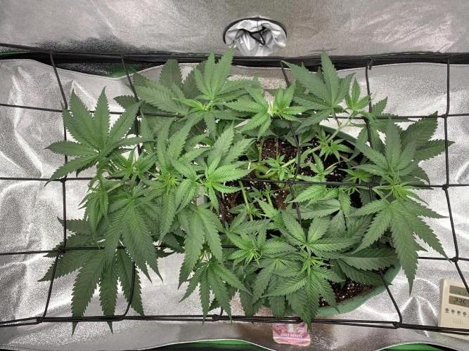 Jelly donutZzz fem. Week 6 - 21/5/26