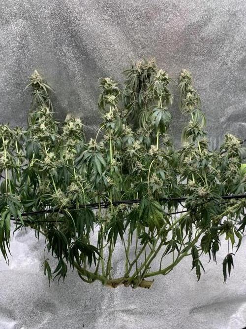 Jelly donutZzz fem. Week 16 - 28/7/26