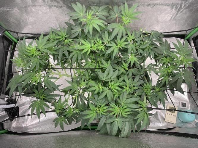 Jelly donutZzz fem. Week 8 - 7/6/26