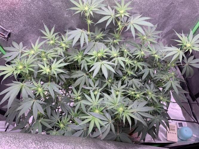 Jelly donutZzz fem. Week 9 - 14/6/26