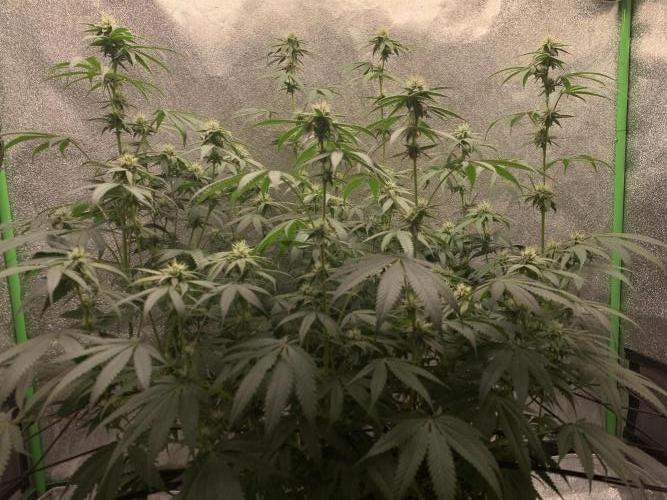 Jelly donutZzz fem. Week 11 - 24/6/26