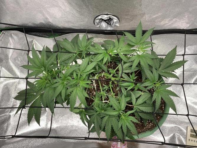 Jelly donutZzz fem. Week 5 - 20/5/26