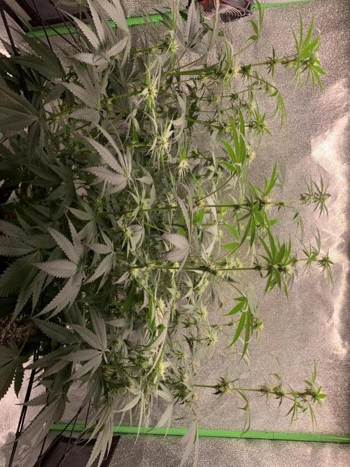 Jelly donutZ fem. Week 10 - 19/6/26