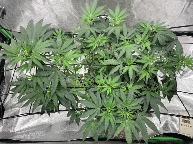 Jelly donutZzz fem. Week 8 - 2/6/26