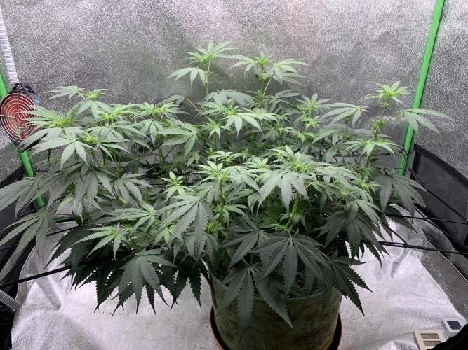Jelly donutZzz fem. Week 9 - 12/6/26