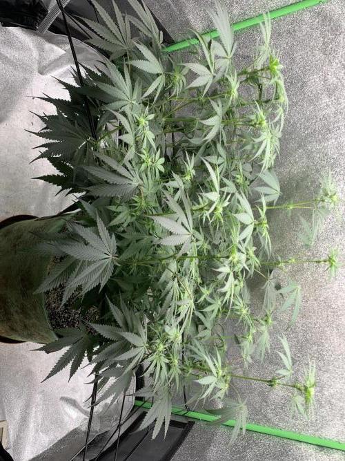 Jelly donutZ fem. Week 9 - 15/6/26