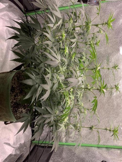 Jelly donutZ fem. Week 10 - 17/6/26