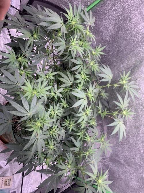 Grow Tent 120x60x150cm (4'x2'x5'). Week 9