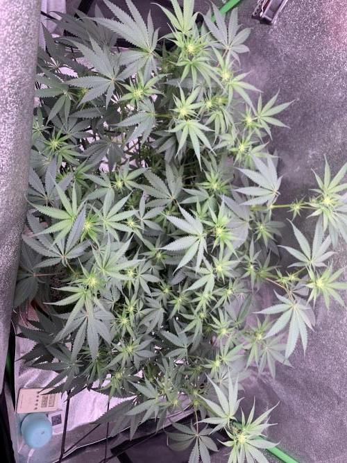 Jelly donutZ fem. Week 9 - 14/6/26