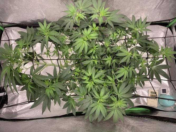 Jelly donutZzz fem. Week 8 - 4/6/26