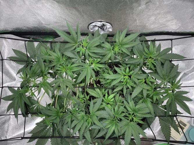 Jelly donutZzz fem. Week 6 - 26/5/26