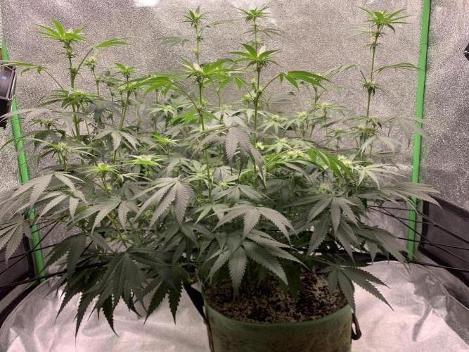 Jelly donutZzz fem. Week 10 - 17/6/26