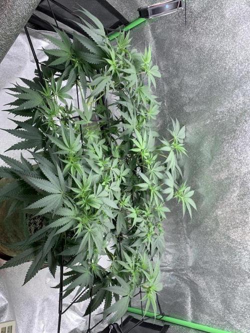 Grow Tent 120x60x150cm (4'x2'x5'). Week 8