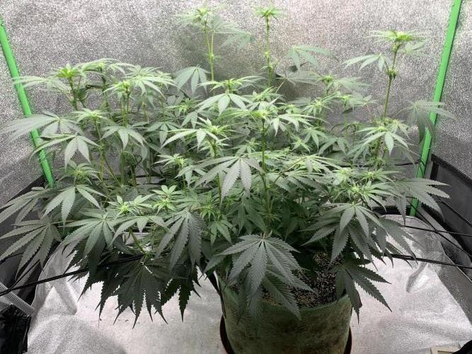 Jelly donutZzz fem. Week 9 - 15/6/26