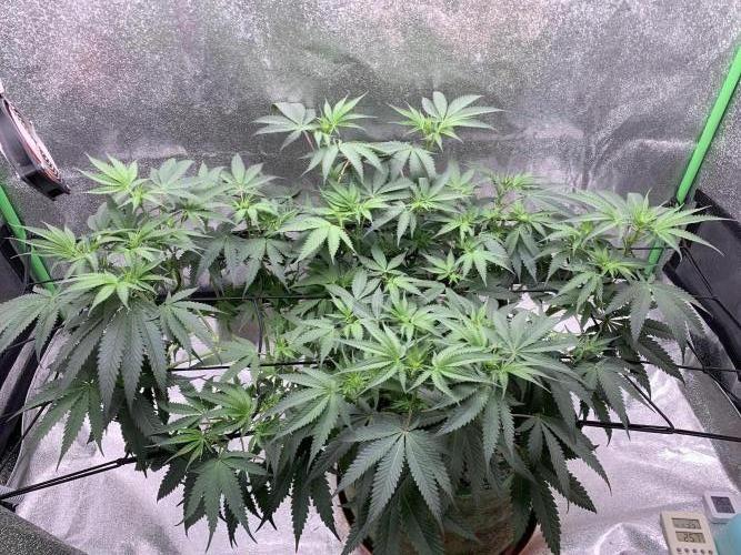 Jelly donutZzz fem. Week 9 - 9/6/26